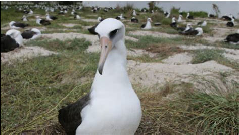 74岁还在生娃！揭秘信天翁的"不老传说"