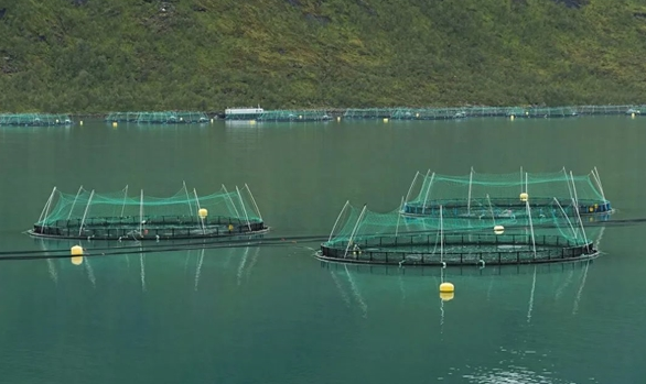 挪威三文鱼养殖场发生大规模逃逸事件 悬赏高额奖金促回收