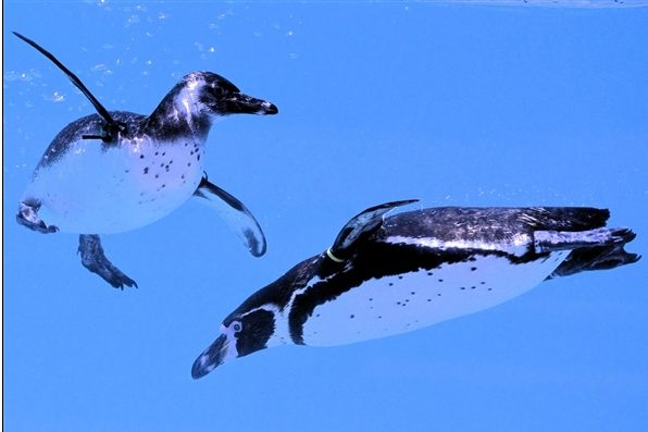 特朗普宣布对企鹅、海豹栖息无人岛加征10%关税 环保组织警告生态风险