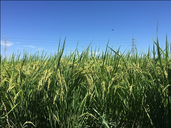 我国突破“稻米造血”技术 有望缓解人血清白蛋白供应难题