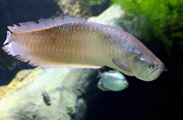 深圳海关查获3条活体金龙鱼走私案 藏匿于保姆车充气水袋中