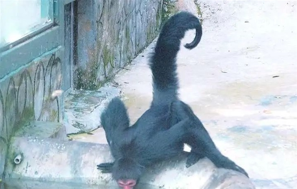 陆地动物中发现后肢退化、前肢主导移动的特殊物种