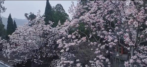 全国唯一400多岁古旱莲迎春绽放 奇观"有花无叶"引围观