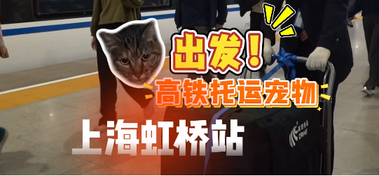 高铁宠物托运服务首启 狸花猫成首位"幸运旅客"