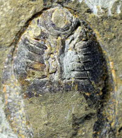 4.36亿年前古鱼化石新发现 以"杂交水稻之父"袁隆平命名