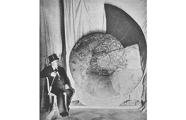 菊石之谜：历经三次大灭绝却与恐龙同归于尽，科学家揭示关键原因