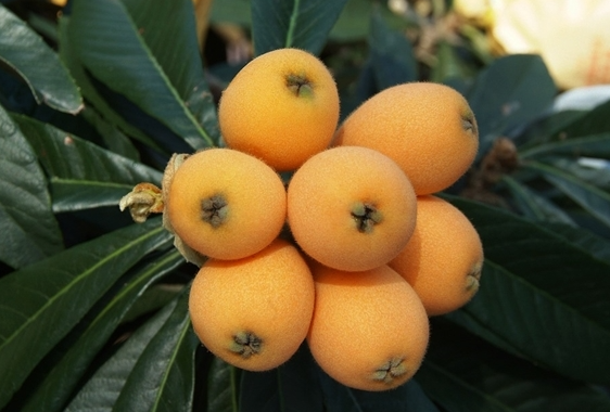 南方人心中的宝藏水果！高甜低糖还护眼，但有个部位不能吃