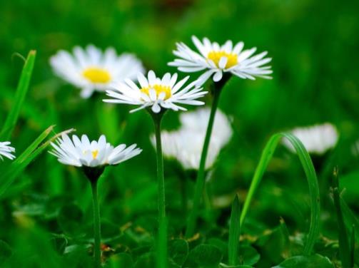 痔疮药哪个效果好？2025 排行榜揭晓 榜首药一抹肉球就缩小