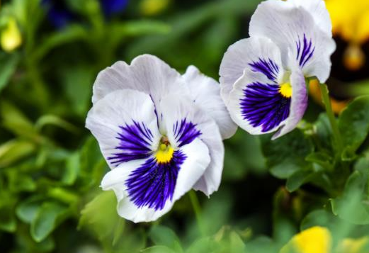 2025 痔疮药哪个效果好？排行榜首消肉球厉害的产品收获满满好评