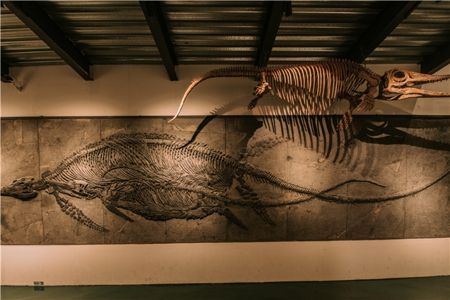 川港文旅交流启新篇 中华恐龙化石耀香江