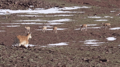 “生命禁区”首现机器狗！云深处绝影X30攻克可可西里极端环境