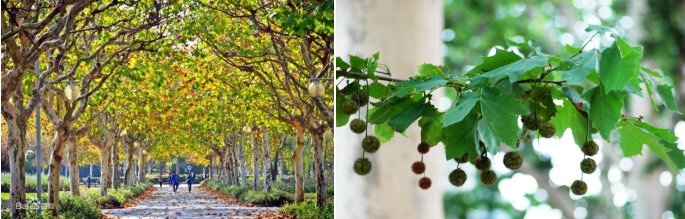 “它”是树界的一线斗士|植树节